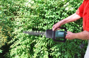 Hedge Trimming Maida Vale